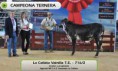 /album/resultados-hembras-f1/a1-campeona-ternera-jpg/