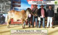/album/resultados-hembras-gyr/a4-campeona-ternera-reservada-jpg/